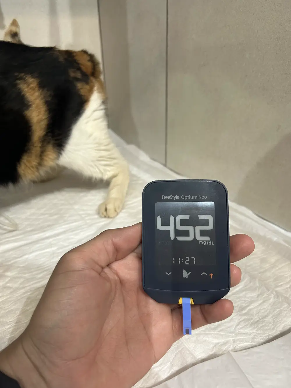 Glicosímetro veterinário medindo a glicemia de um gato na Animal Care