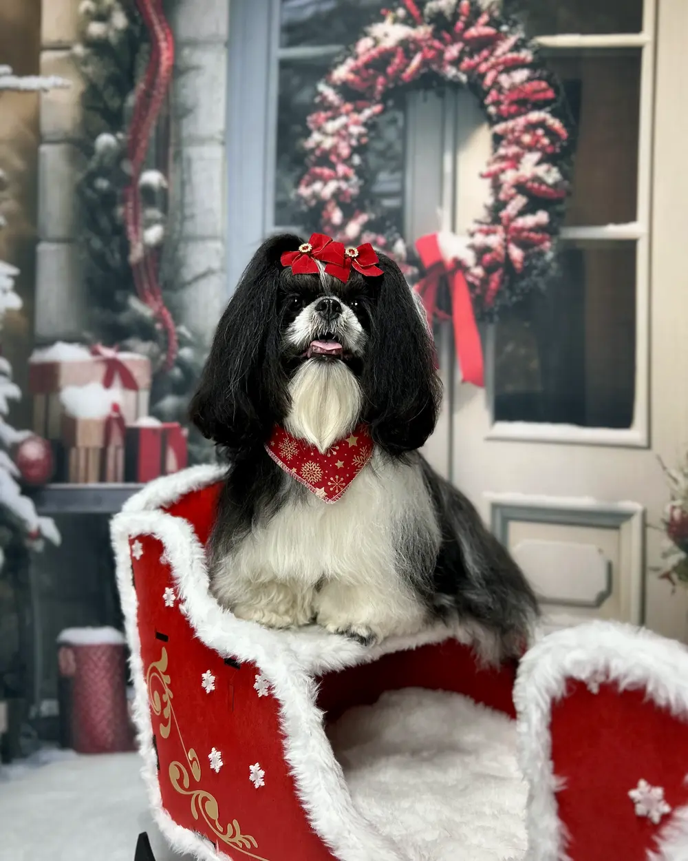 Shih-tzu depois da tosa na Animal Care, em ensaio de fim de ano