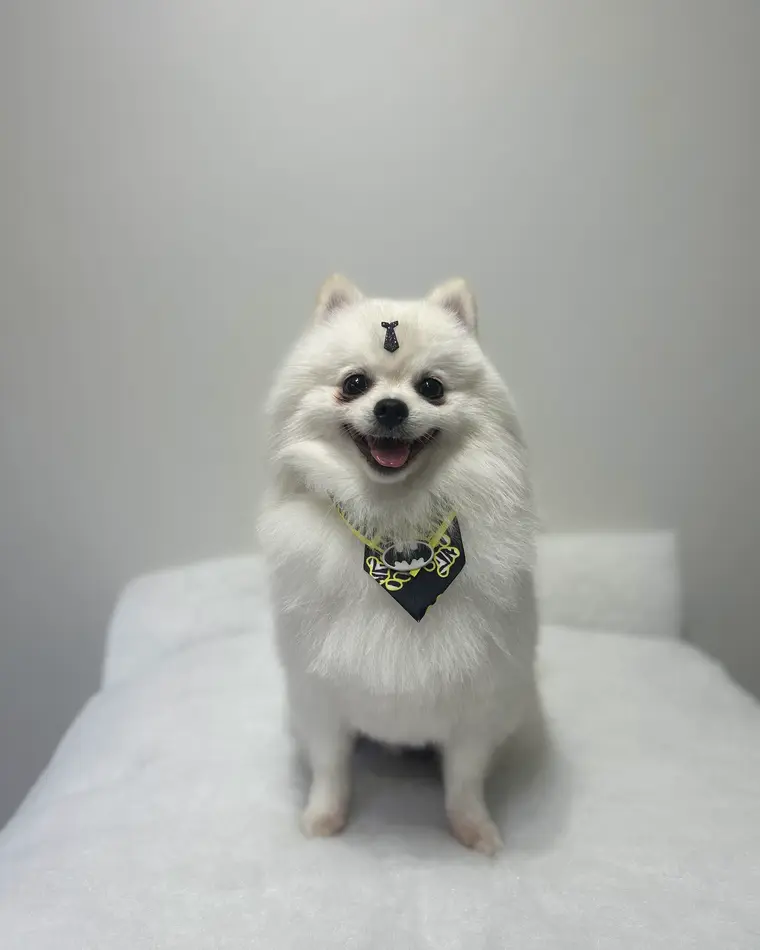 Spitz branco depois da tosa, com gravata