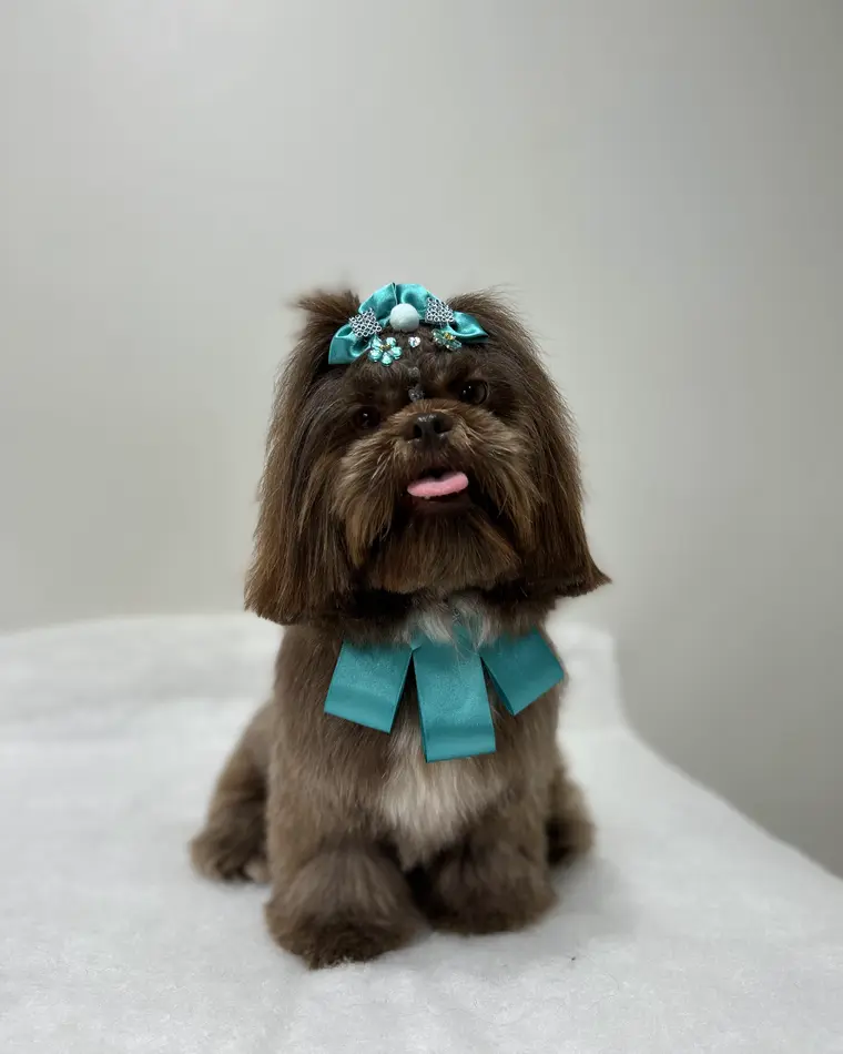 Cão depois do banho e tosa na Animal Care