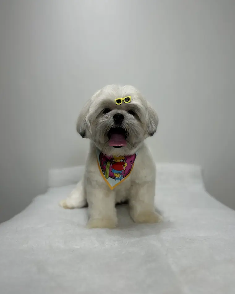 Cão branco depois do banho, com bandana colorida