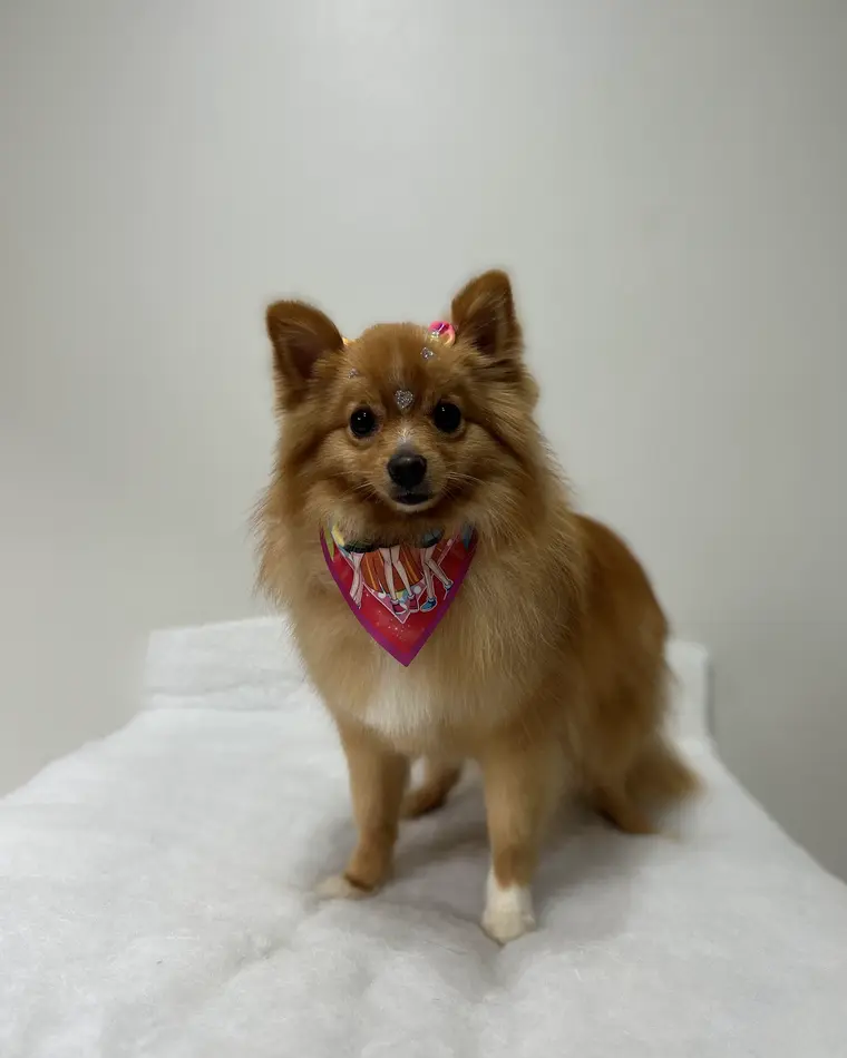 Spitz caramelo depois do banho, com bandana rosa