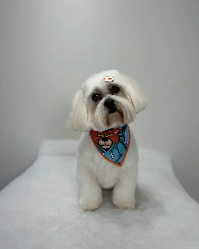 Maltês depois da tosa, com bandana