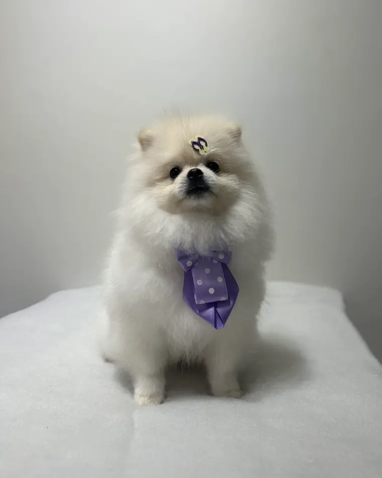 Spitz branco depois da tosa, com gravata lilás