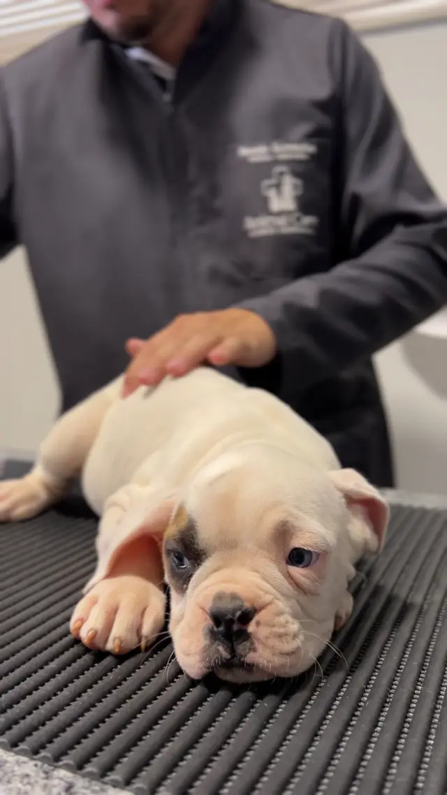 Filhote sendo examinado pelo Dr. Renato na Animal Care