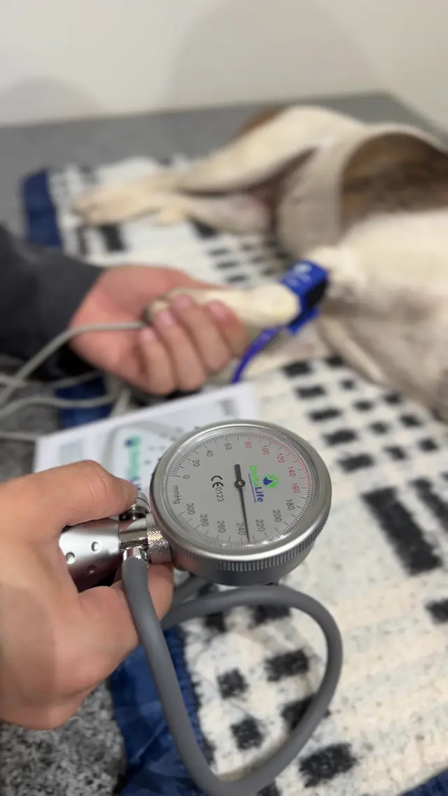 Aferição de pressão arterial em um cão na Animal Care