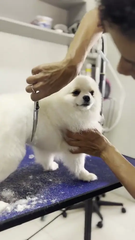 Tosa na tesoura em um spitz na Animal Care